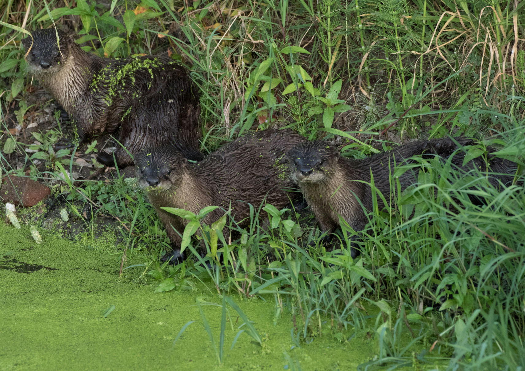 Beaver Lodge